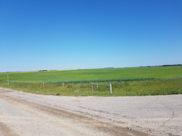 Scenic view of field against clear blue sky