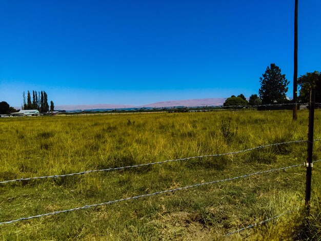 Scenic view of field against clear blue sky