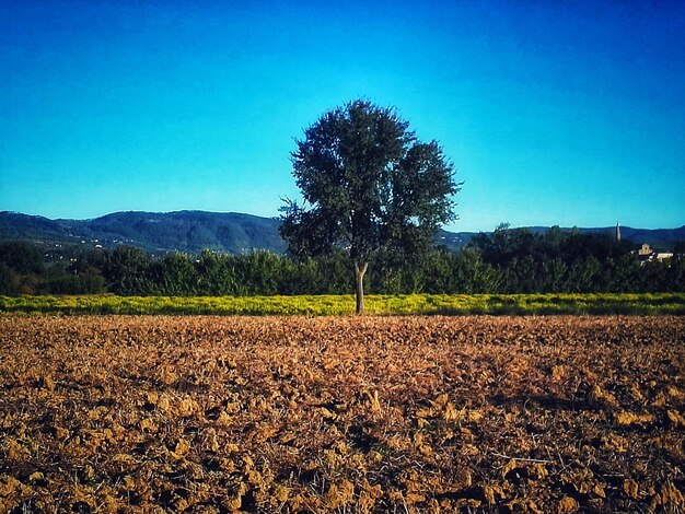 Scenic view of field against clear blue sky