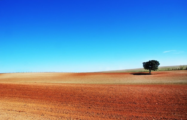 Foto vista panoramica del campo contro un cielo blu limpido