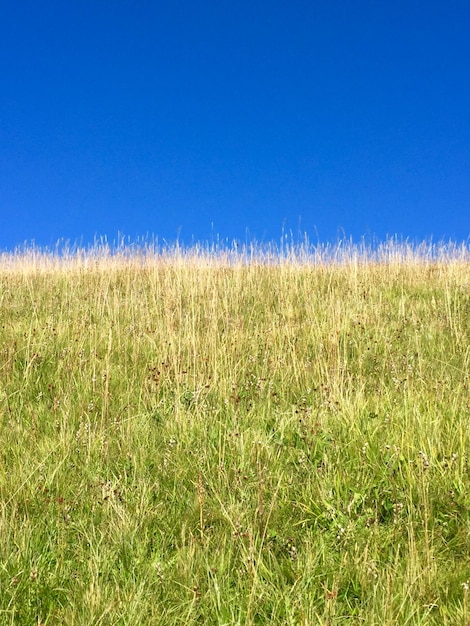 Foto vista panoramica del campo contro un cielo blu limpido