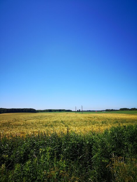 Foto vista panoramica del campo contro un cielo blu limpido