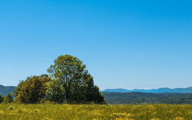 Photo scenic view of field against clear blue sky