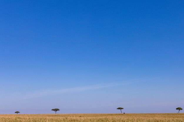 Scenic view of field against clear blue sky