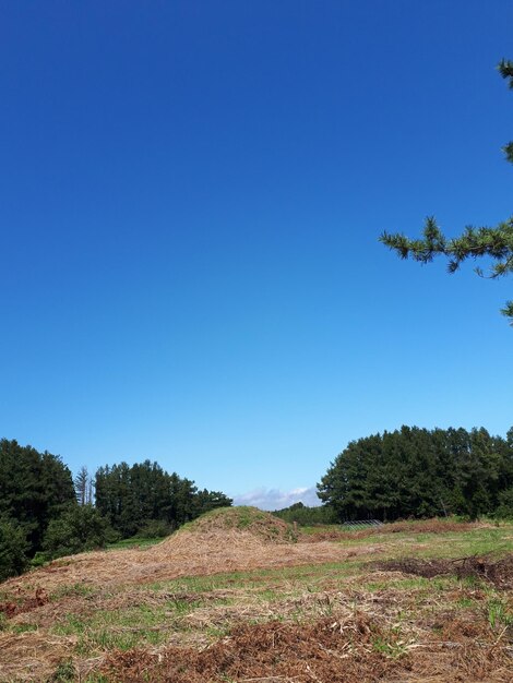 Scenic view of field against clear blue sky