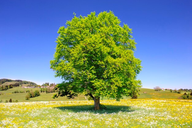 Foto vista panoramica del campo contro un cielo blu limpido