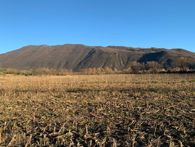 Scenic view of field against clear blue sky