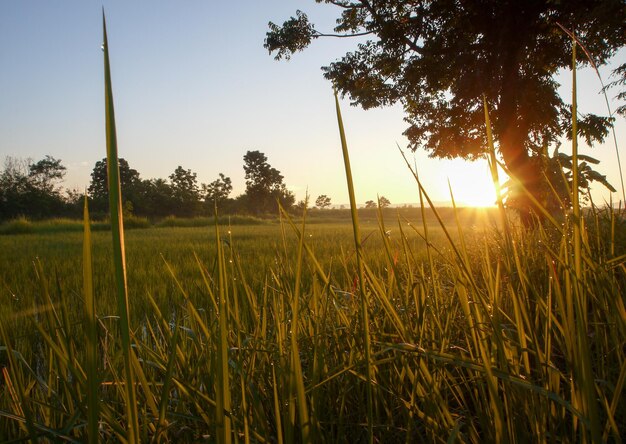 Foto vista panoramica del campo contro un cielo limpido durante il tramonto