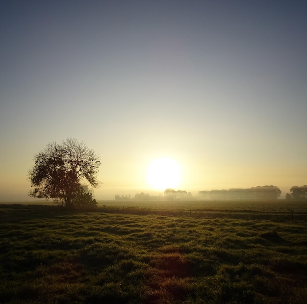 Scenic view of field against clear sky during sunset