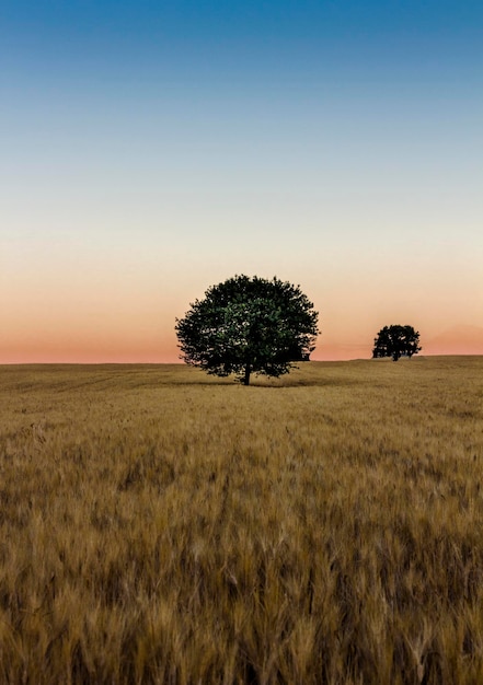 Scenic view of field against clear sky at sunset