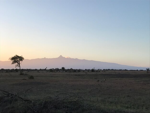 Scenic view of field against clear sky