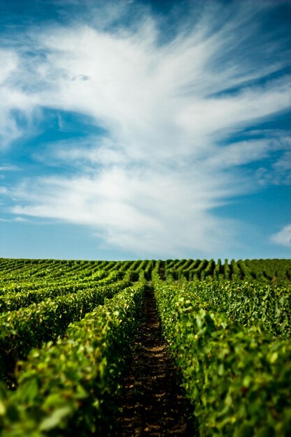 Foto vista panoramica del campo contro un cielo limpido