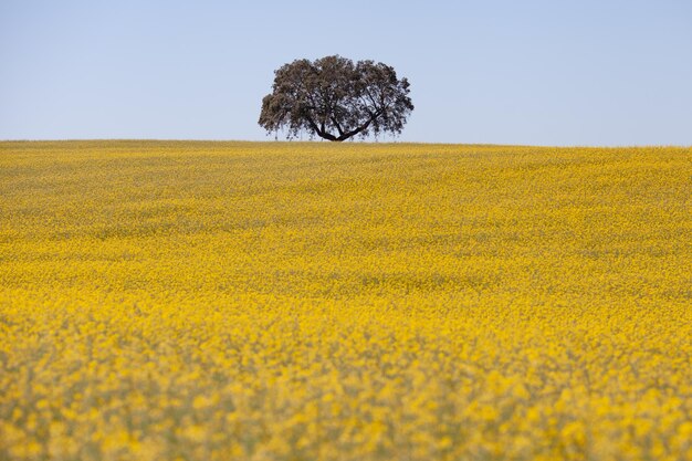 Scenic view of field against clear sky