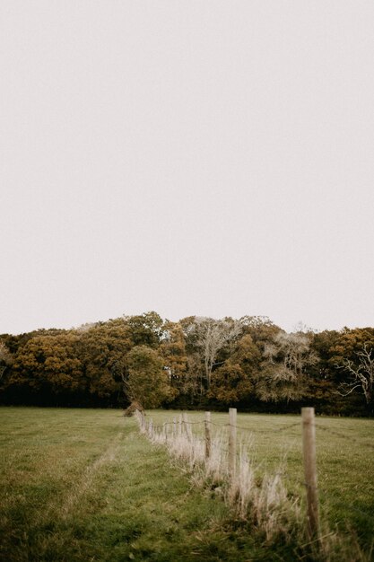 Photo scenic view of field against clear sky