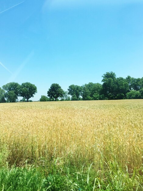 Scenic view of field against clear sky