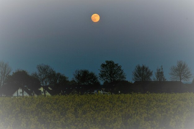 Scenic view of field against clear sky