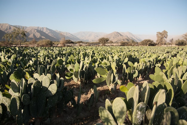 Foto vista panoramica del campo contro un cielo limpido