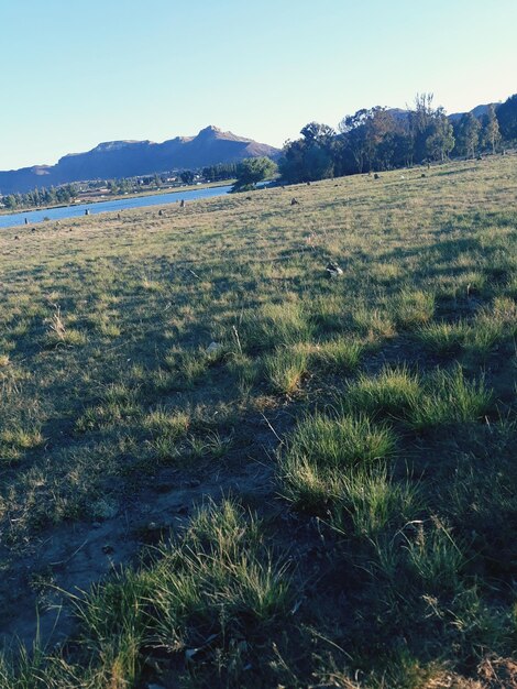 Scenic view of field against clear sky