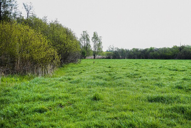 Scenic view of field against clear sky