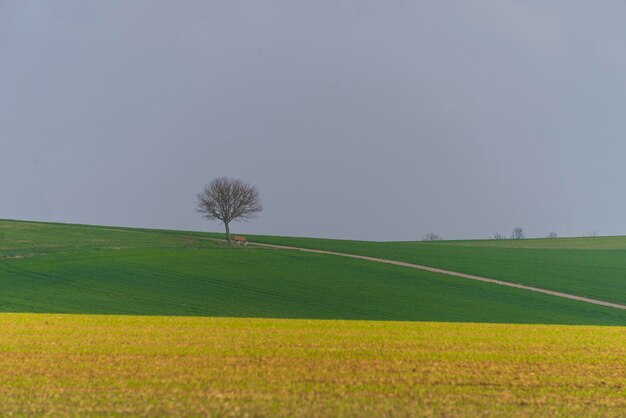 Scenic view of field against clear sky