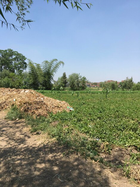 Scenic view of field against clear sky