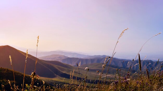 Scenic view of field against clear sky