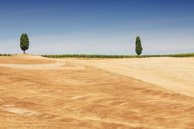 Foto vista panoramica del campo contro un cielo limpido