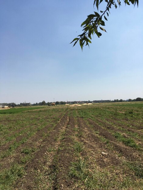 Scenic view of field against clear sky