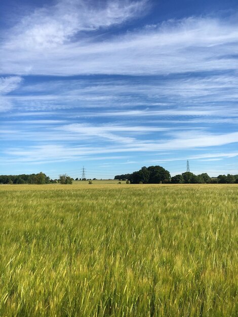 Foto vista panoramica del campo contro un cielo limpido