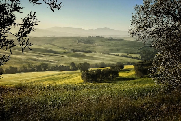 Foto vista panoramica del campo contro un cielo limpido