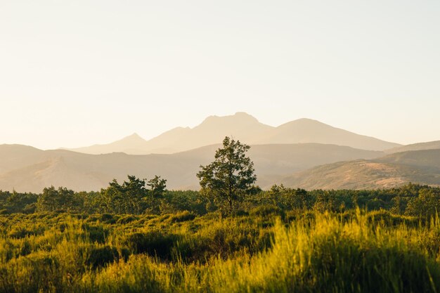 Photo scenic view of field against clear sky