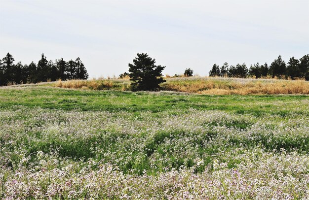 Foto vista panoramica del campo contro un cielo limpido