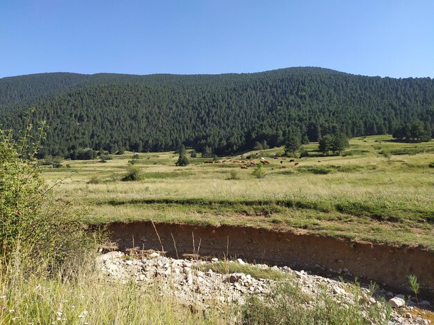 Scenic view of field against clear sky