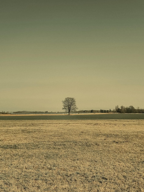 Scenic view of field against clear sky