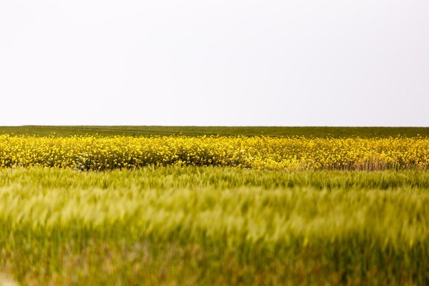 Photo scenic view of field against clear sky