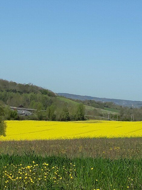 Scenic view of field against clear sky