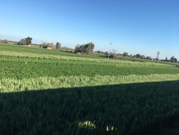 Scenic view of field against clear sky