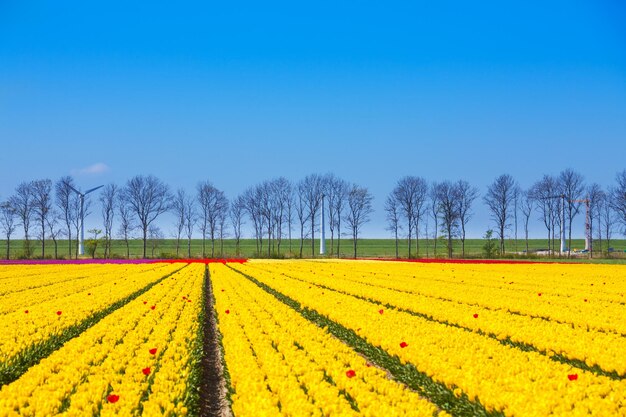 Scenic view of field against clear sky