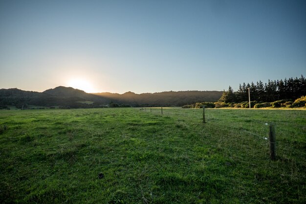 Foto vista panoramica del campo contro un cielo limpido