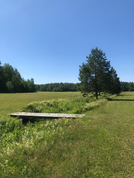 Foto vista panoramica del campo contro un cielo limpido