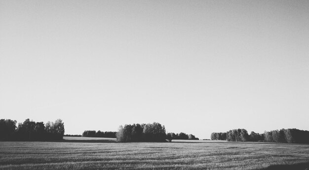 Foto vista panoramica del campo contro un cielo limpido