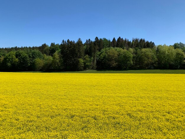 Foto vista panoramica del campo contro un cielo limpido