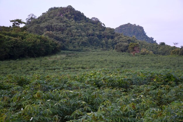 Scenic view of field against clear sky