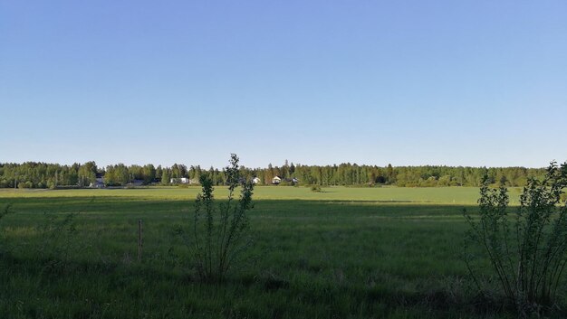 Scenic view of field against clear sky