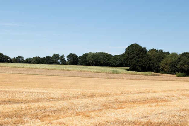 Photo scenic view of field against clear sky