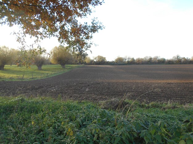 Scenic view of field against clear sky