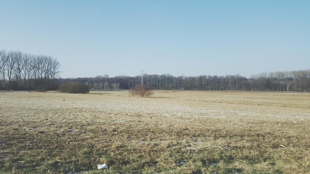 Scenic view of field against clear sky