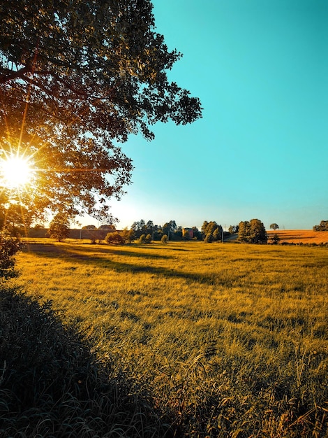 Foto vista panoramica del campo contro un cielo limpido