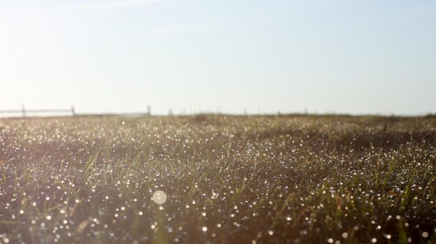 Foto vista panoramica del campo contro un cielo limpido