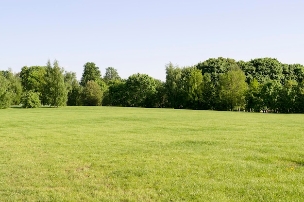 scenic view of field against clear sky